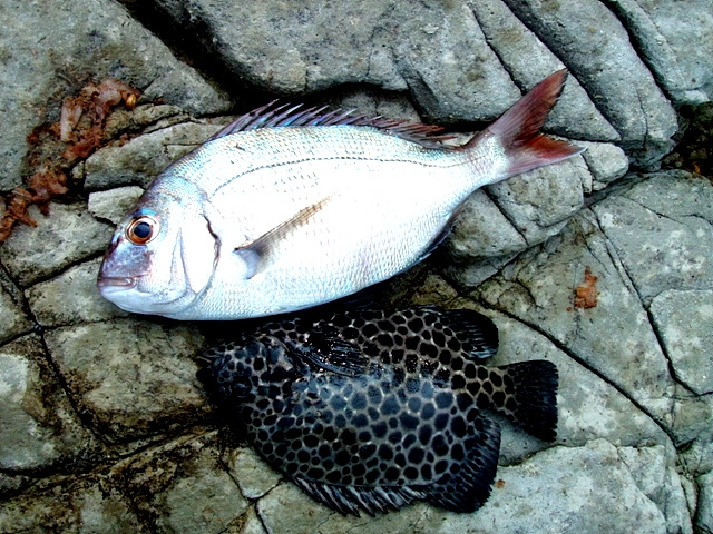 강담 이미지