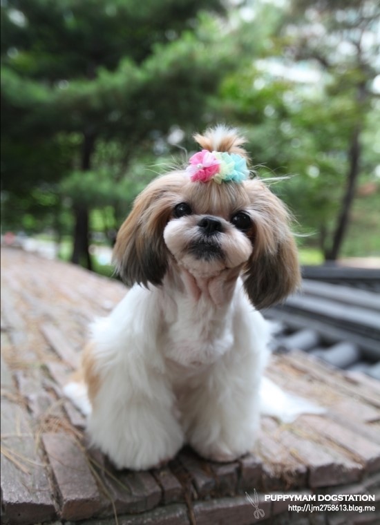 예라 이미지