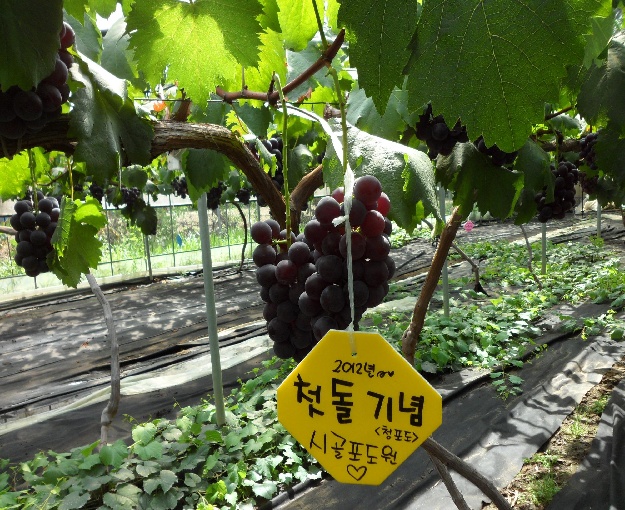 싱싱포도원 이미지