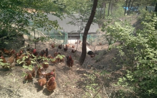 정가네토종닭 이미지