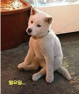 아이두 이미지