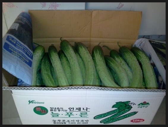 씨오이 이미지