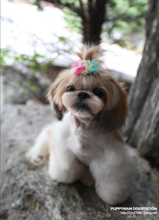 예라 이미지
