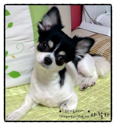 꼼지락꼼지 이미지