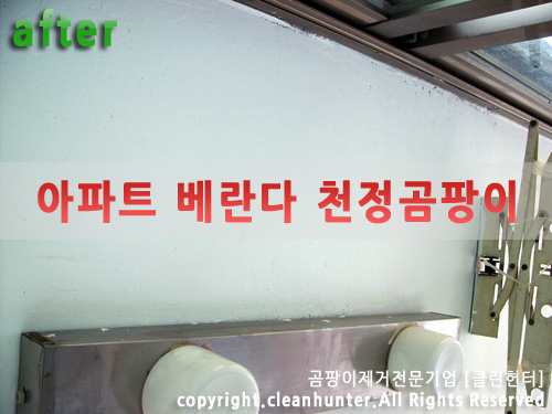 곰팡이헌터 이미지