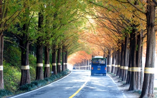 푸른숲 이미지