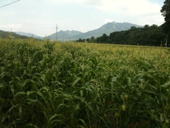 곡성우체국 이미지