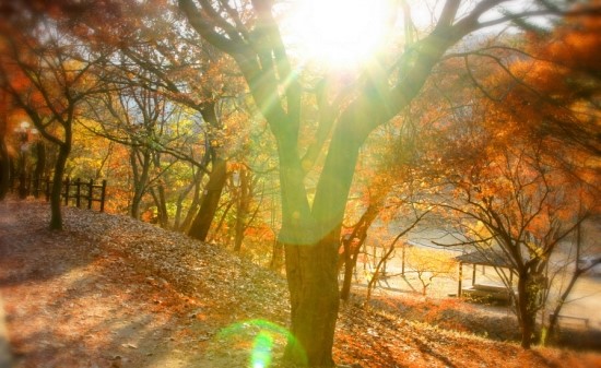푸른숲 이미지
