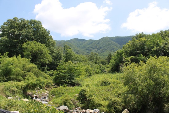 보령산양산삼 이미지