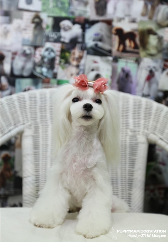 몽퍼피 이미지