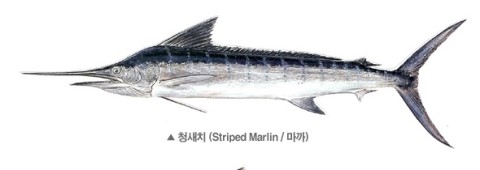 안참치 이미지
