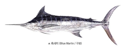 안참치 이미지