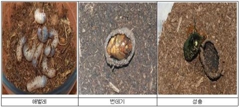 지리산 굼벵이 이미지