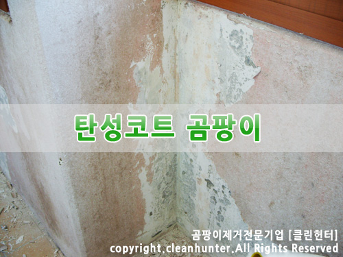 곰팡이헌터 이미지