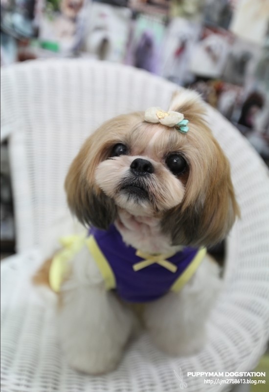 예라 이미지