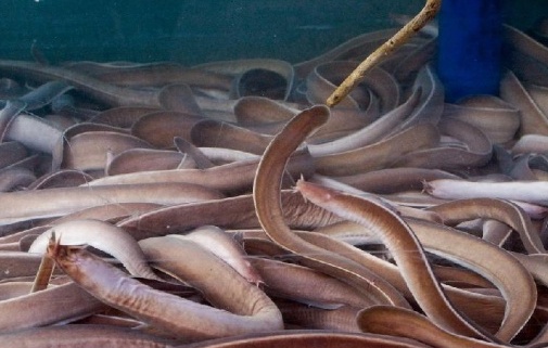 유노추보 이미지