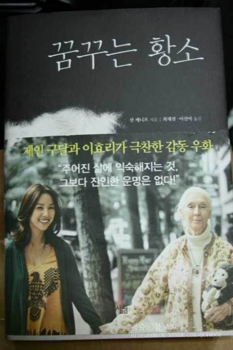 꿈꾸는황소 이미지