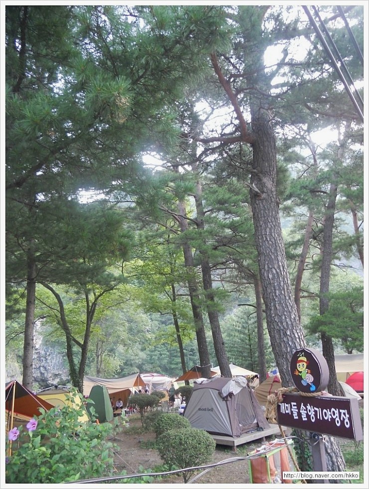 개미들솔향기야영장 이미지