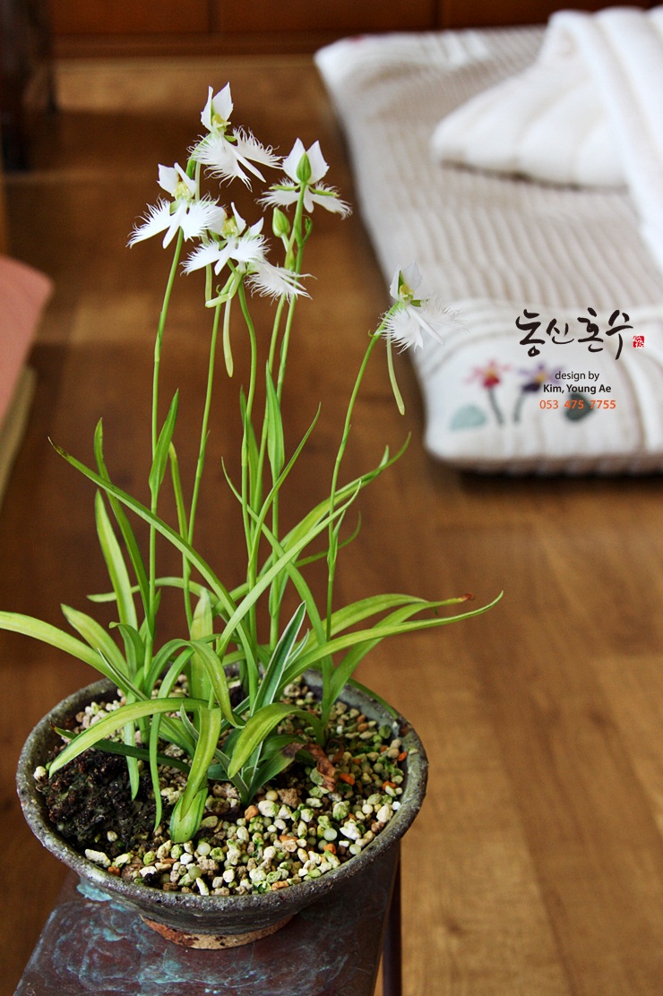 동신이불 이미지