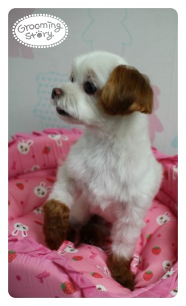 샤이스토리 이미지