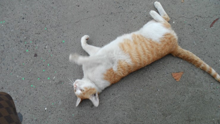 신신카센타 이미지