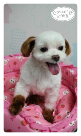 샤이스토리 이미지