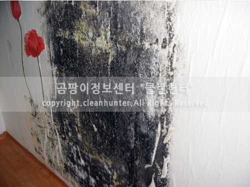 곰팡이헌터 이미지
