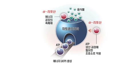 신데렐라파크 이미지