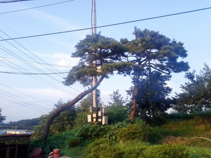 소나무마트 이미지