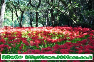(주)삼성국제여행사 이미지