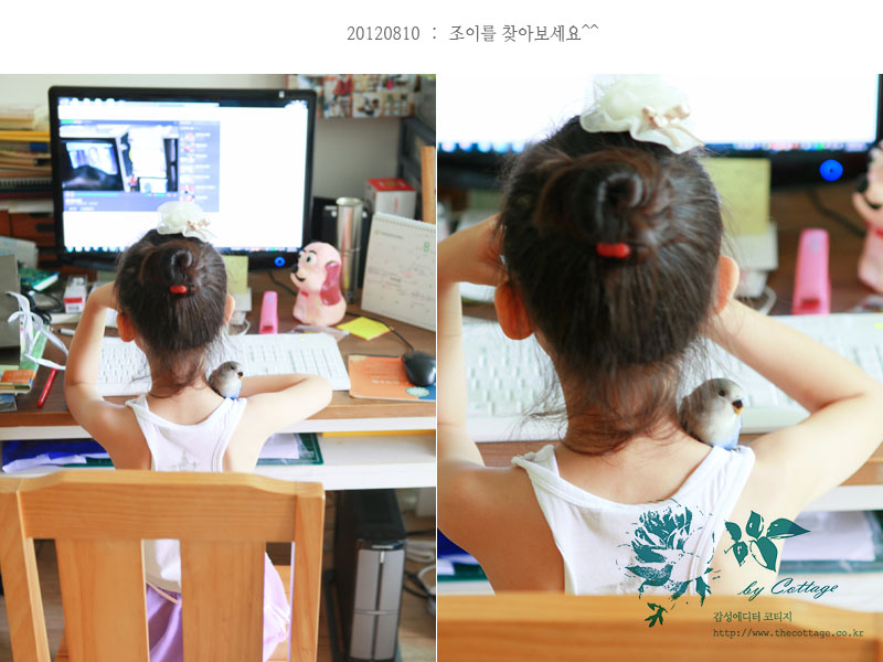 새라조이 이미지