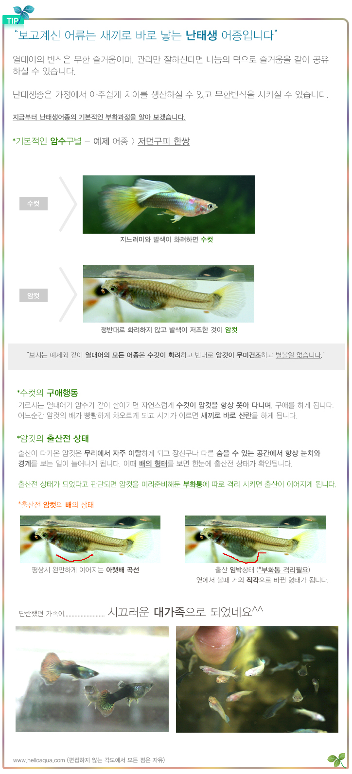 헬로구피 이미지