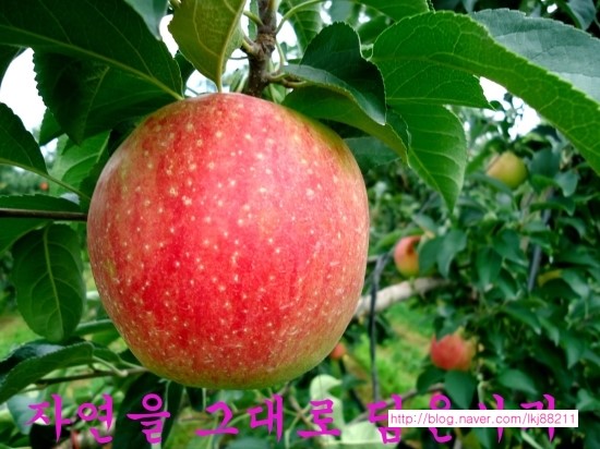 옥골영농조합법인 이미지