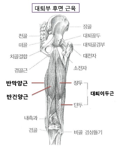 대퇴이두근(Biceps Femoris),햄스트링의 모양과 관련된 근육과 운동[대퇴이두근육의 기능] : 네이버 블로그