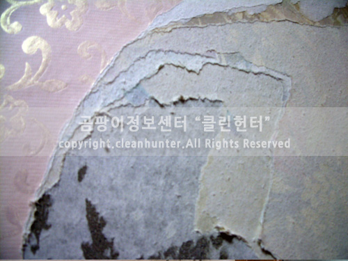 곰팡이헌터 이미지