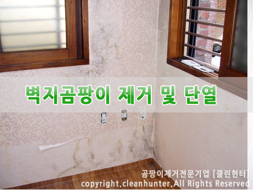 곰팡이헌터 이미지