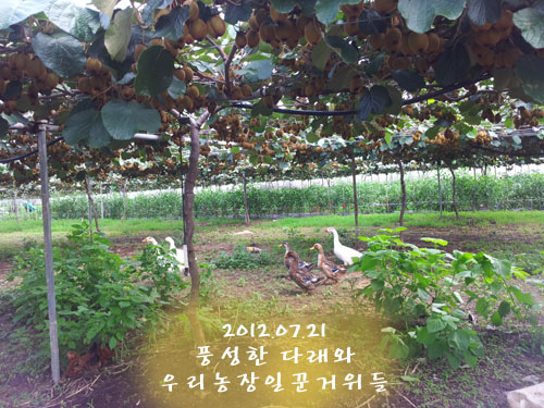 꼬꼬농장 이미지