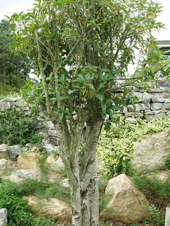 금목수 이미지