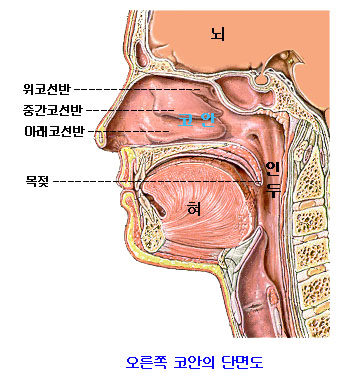 신비코 이미지