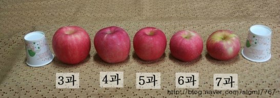 소백산풍기사과 이미지