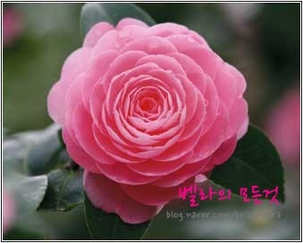 까멜리아네일 이미지