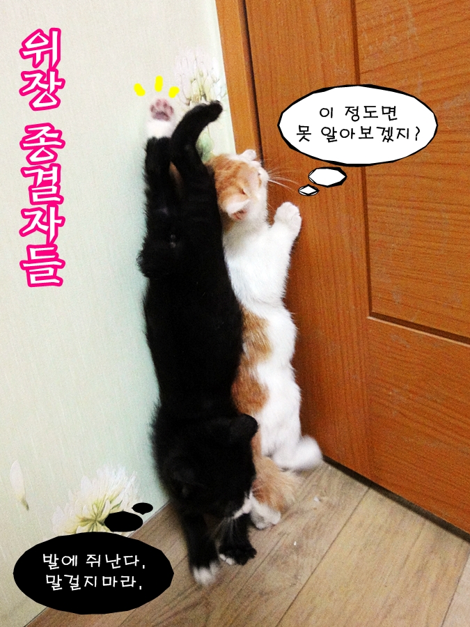 쮸 이미지