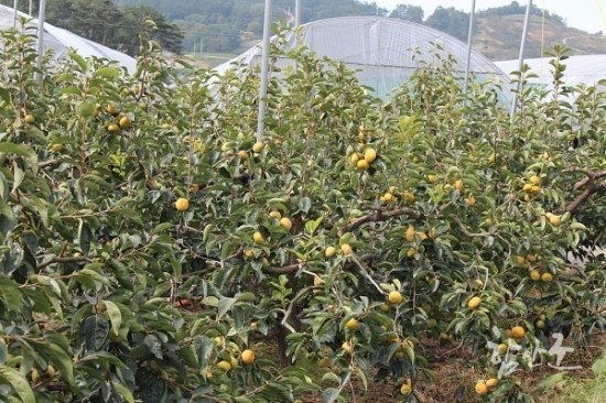우리마을주 이미지