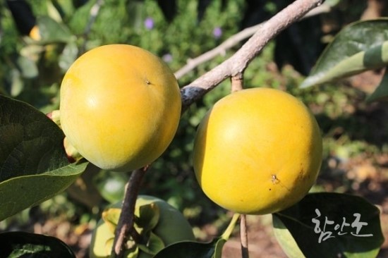 우리마을주 이미지
