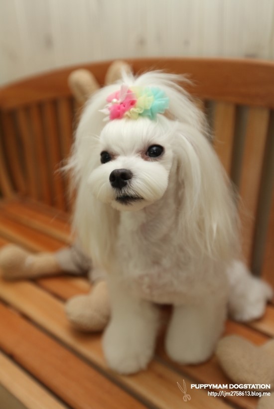 몽퍼피 이미지