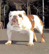 불독(bulldog) 이미지