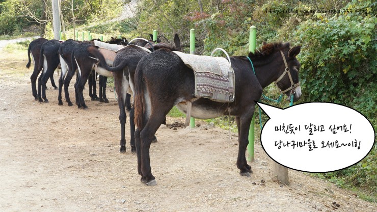 당나귀타는원시마을 이미지