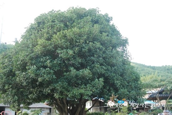 개천된장 이미지
