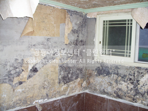 곰팡이헌터 이미지