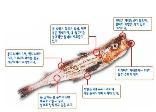 명태랑고기랑 이미지